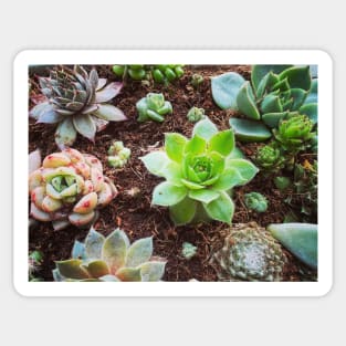 Succulent Love Sticker